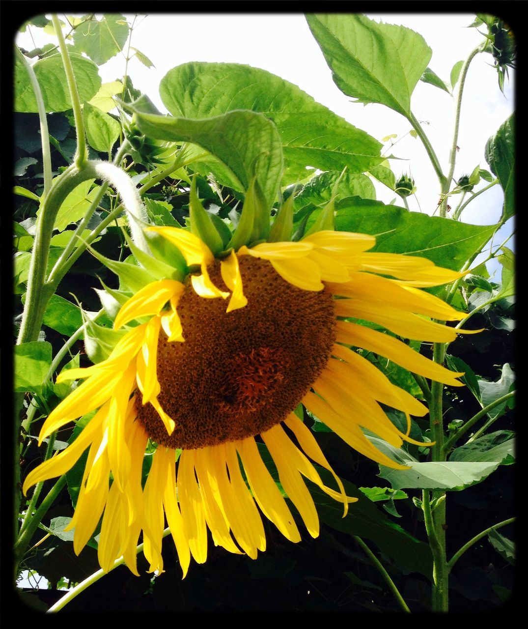 flower, transfer print, yellow, freshness, petal, flower head, growth, fragility, sunflower, auto post production filter, beauty in nature, plant, blooming, close-up, pollen, nature, leaf, single flower, in bloom, focus on foreground