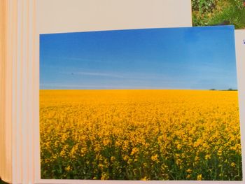 Close-up of oilseed rape field against clear sky