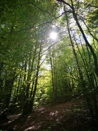 Low angle view of trees in forest