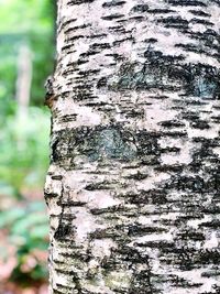 Close-up of lichen on tree trunk