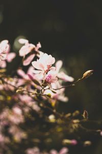 Close-up of pink flowers on branch