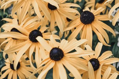 Full frame shot of black-eyed daisy