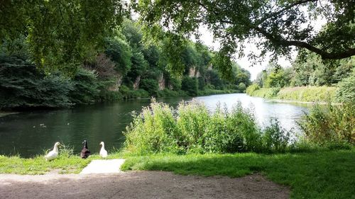 Scenic view of lake