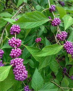 Close-up of pink flowers growing on plant