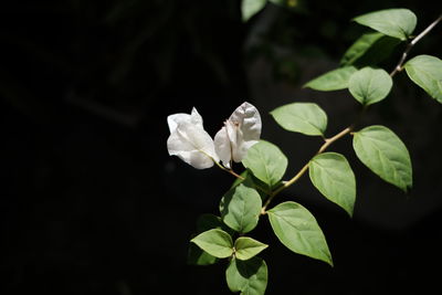 Close-up of white flowering plant