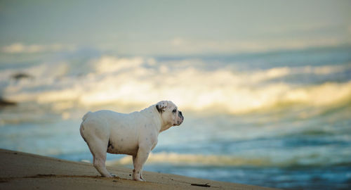 Dog standing at beach against sky