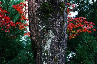 Plant growing on tree trunk