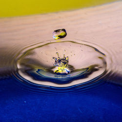 High angle view of leaf floating on water