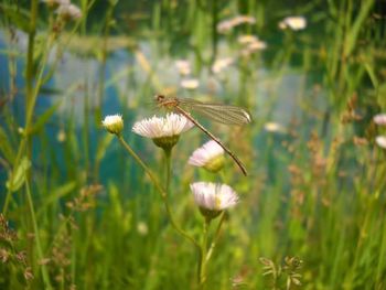 Close-up of butterfly on flower