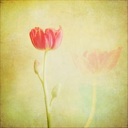 Close-up of pink rose blooming outdoors
