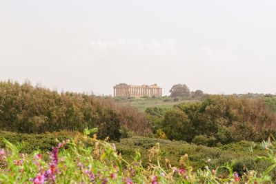 Plants growing on field by building against sky