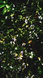 Low angle view of flower tree