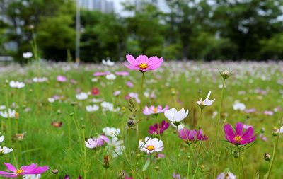 Close-up of pink flowers on field