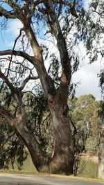 View of tree trunk