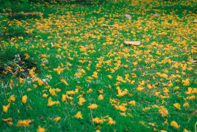 Close-up of flowers growing in field