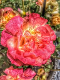 Close-up of pink flower