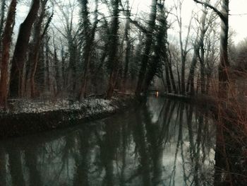 Reflection of trees in water