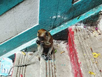 Dog on built structure