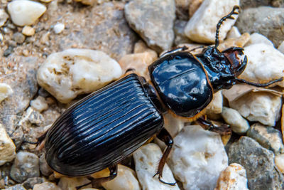 High angle view of beetle on rock