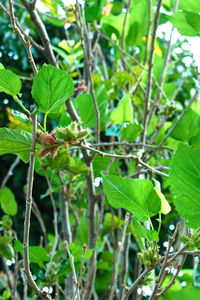 Close-up of insect on plant