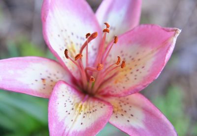 Close-up of pink flower