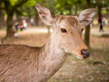 Close-up of deer looking away