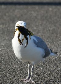 High angle view of seagull on land