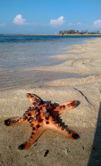 Look starfish and an aesthetic sand view on gili air island. lombok-indonesia. wonderful indonesia