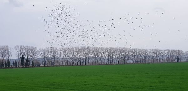 Flock of birds on field against sky