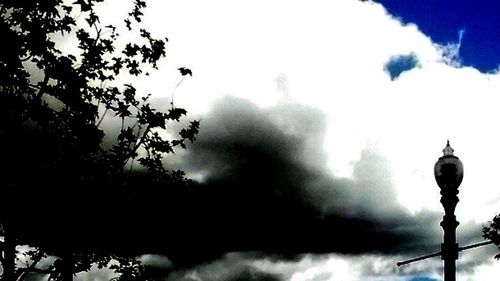 Low angle view of trees against cloudy sky