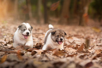 Dogs relaxing on field during autumn