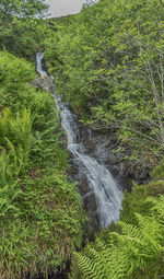 Scenic view of waterfall in forest