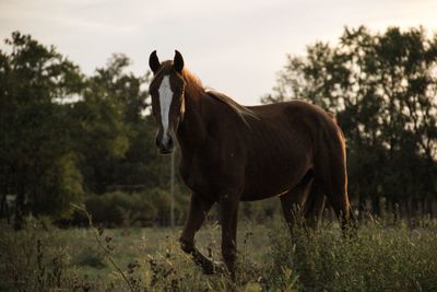 Horse standing on field against sky