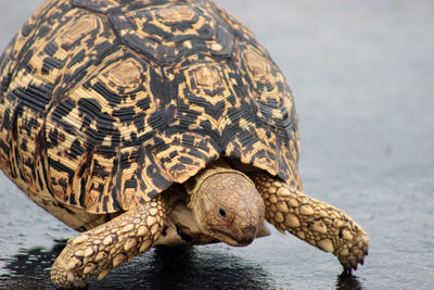 Close-up of a turtle in sea