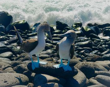 Seagulls perching on rock at beach