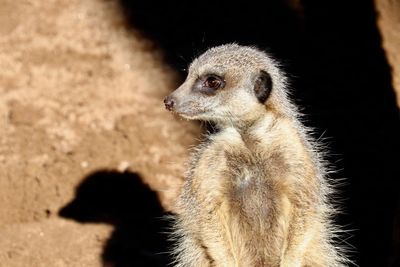 Close-up of an animal looking away