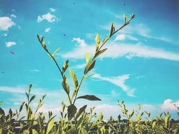 Low angle view of plants growing on field against sky