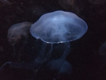 Close-up of jellyfish in sea