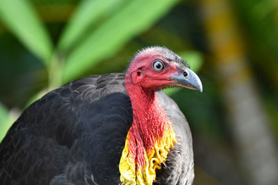 Close-up of a bird