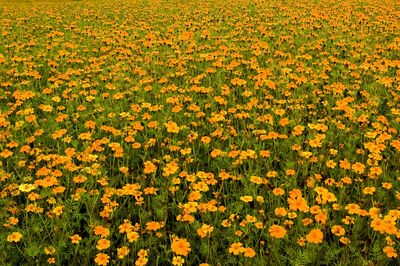 Full frame shot of yellow flowering plants on field