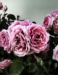 Close-up of pink rose