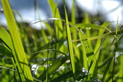 Close-up of raindrops on grass