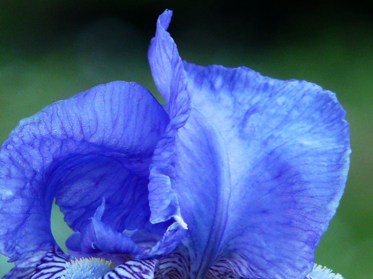 CLOSE-UP OF BLUE PURPLE FLOWER