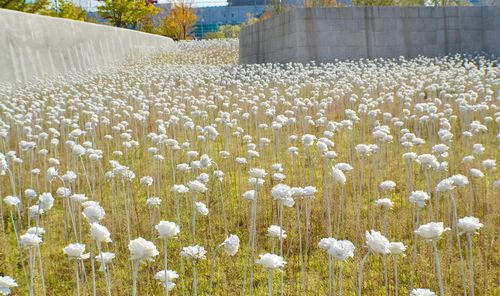 White flowers growing on field