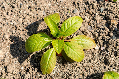 leaf