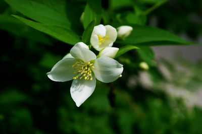 Close-up of white flowers