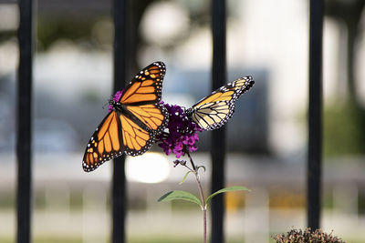 Close-up of butterfly pollinating on flower