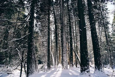 Snow covered trees in forest