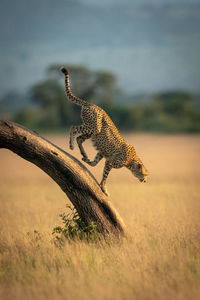 Cheetah walking on tree trunk