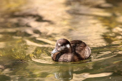 Close-up of duckling swimming on lake